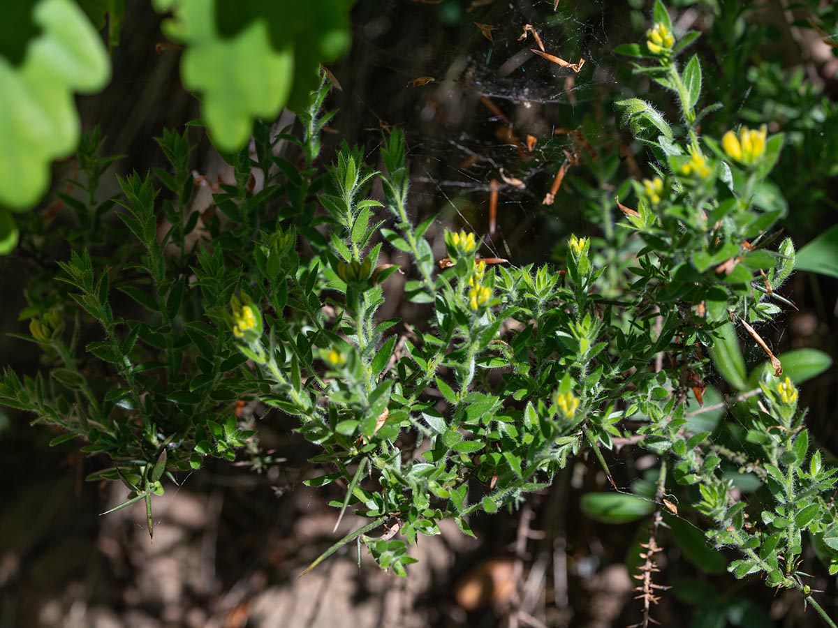 Habitus